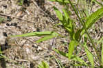 Pinnate prairie coneflower